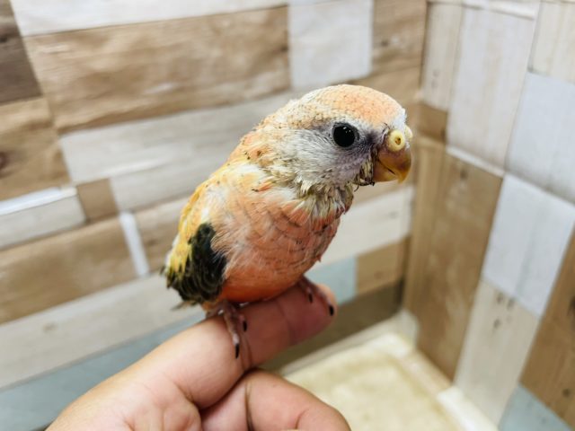 アキクサインコ（秋草インコ）