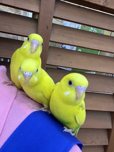 セキセイインコ
