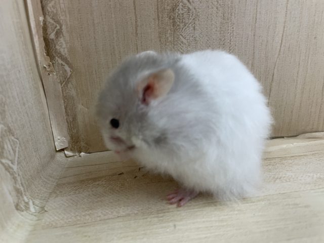 ゴールデンハムスター