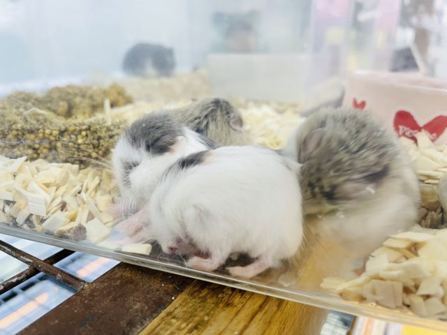 ロボロフスキーハムスター