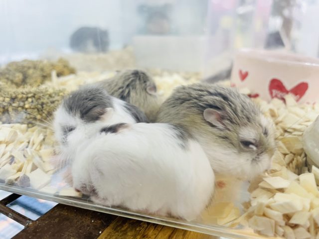 ロボロフスキーハムスター