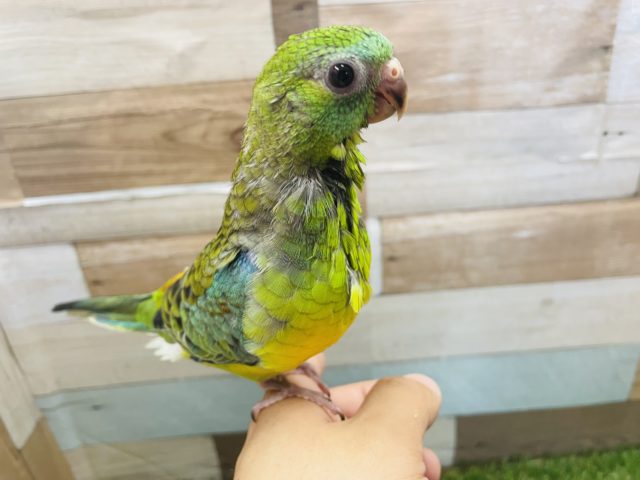 ビセイインコ（美声インコ）