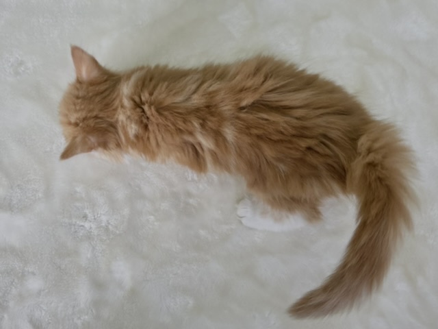 ノルウェージャンフォレストキャット