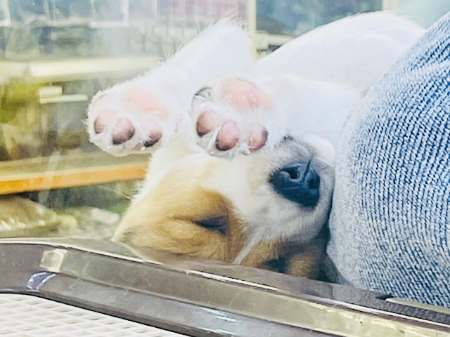 ウェルシュコーギー・ペンブローグ