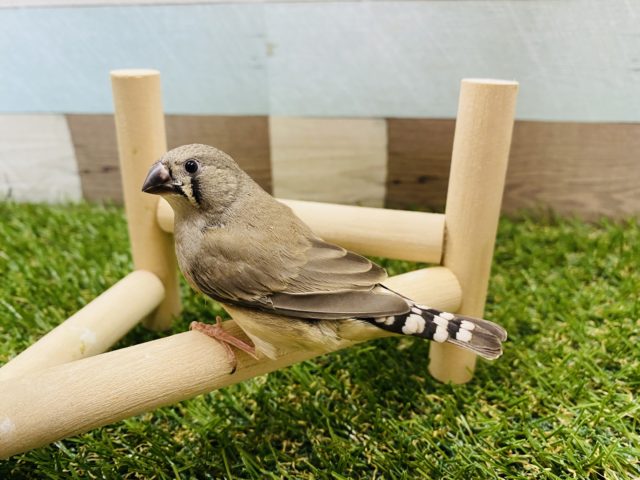 錦花鳥（キンカチョウ）