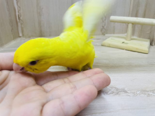 サザナミインコ