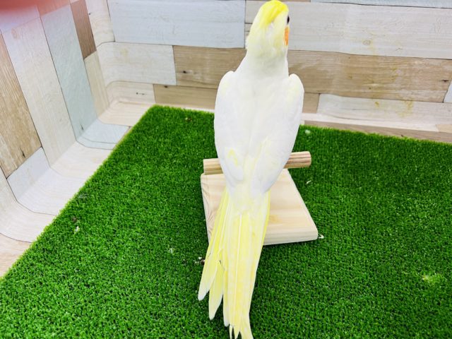 オカメインコ