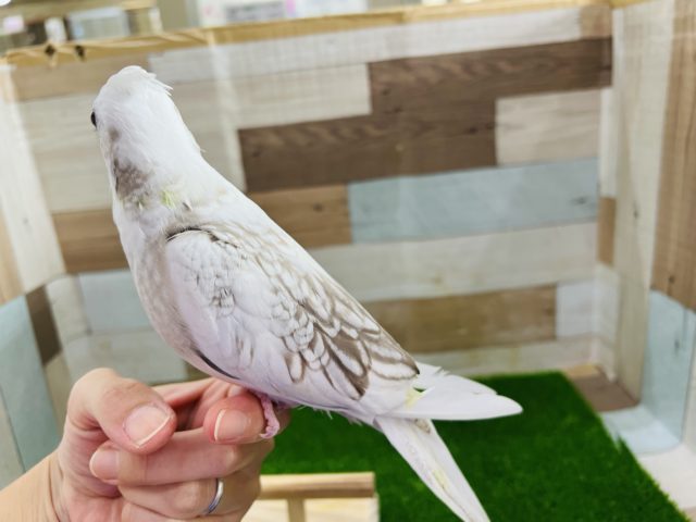オカメインコ