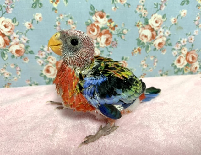 ナナクサインコ（七草インコ）