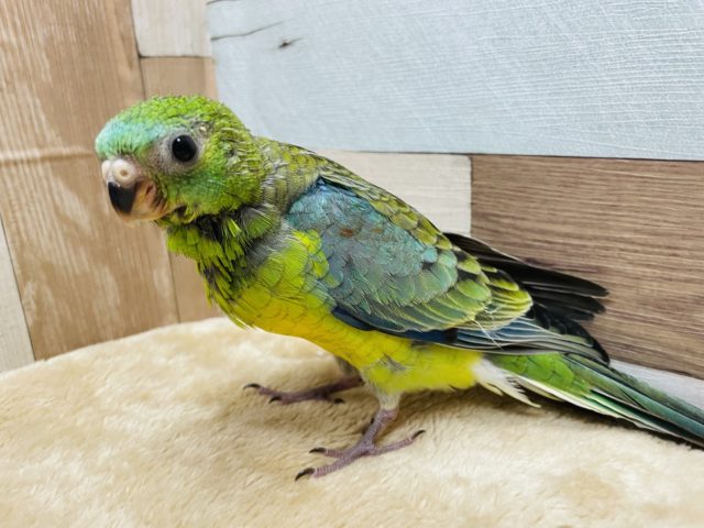 ビセイインコ（美声インコ）