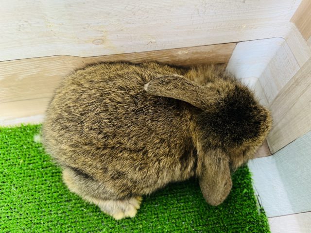 ロップイヤーラビット