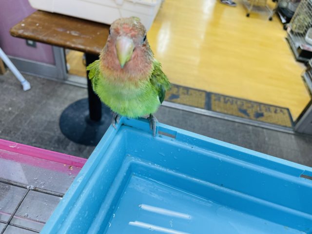 コザクラインコ（小桜インコ）