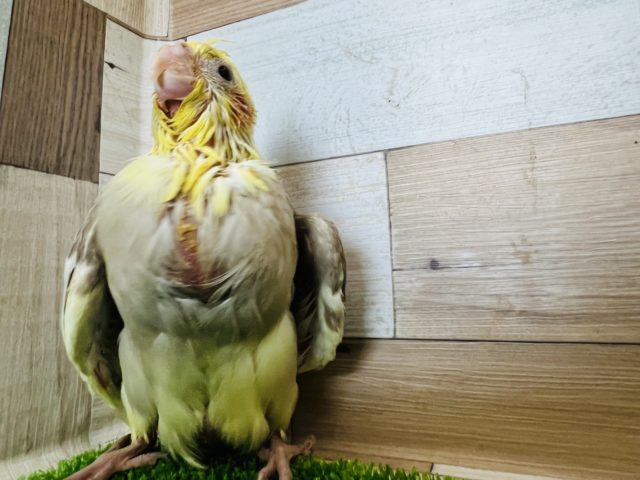マッチョ?なシナモンオカメインコ☆ オカメインコ