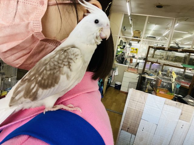 オカメインコ
