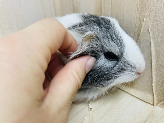 ペルビアンモルモット