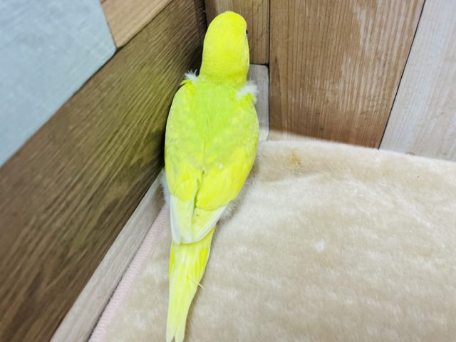セキセイインコ