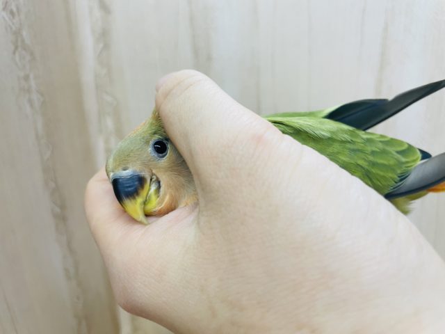 コザクラインコ（小桜インコ）
