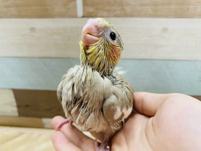 オカメインコ