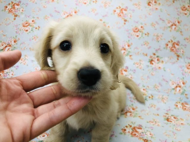 ミニチュアダックス