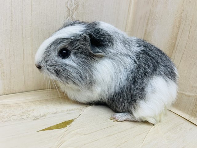 ペルビアンモルモット