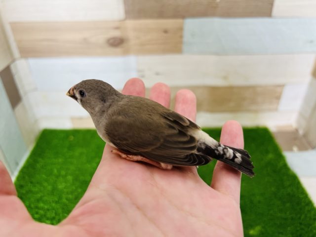 錦花鳥（キンカチョウ）