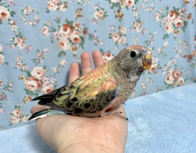 アキクサインコ（秋草インコ）