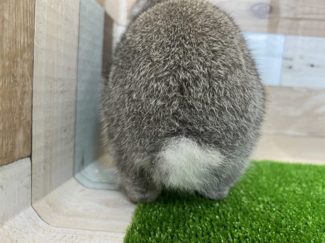 ネザーランドドワーフ