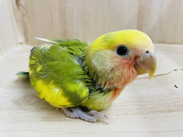 コザクラインコ（小桜インコ）