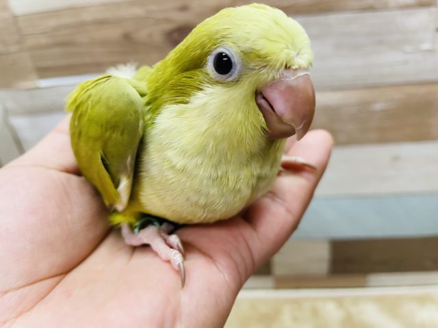 オキナインコ