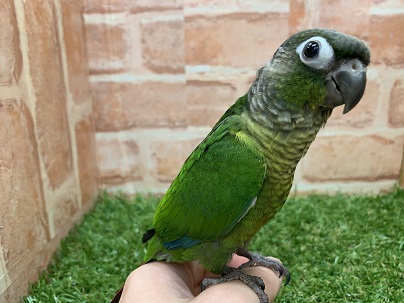 べたなれ♡ウロコインコがやってきた! ホオミドリウロコインコ