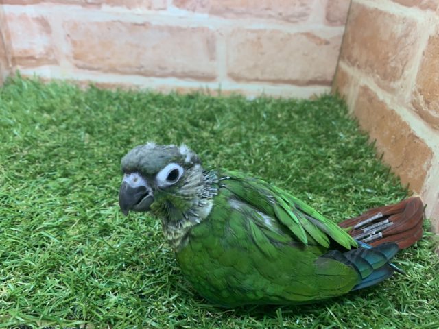 べたなれ♡ウロコインコがやってきた! ホオミドリウロコインコ