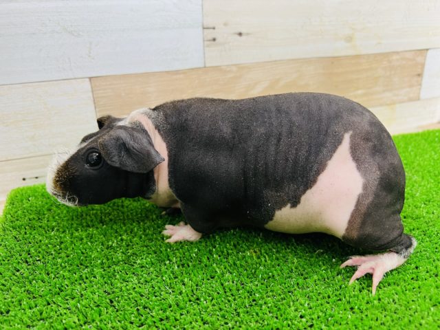 スキニーギニアピッグ