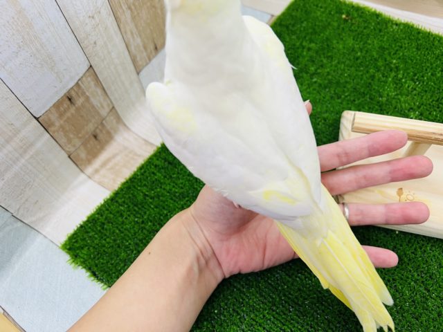 オカメインコ