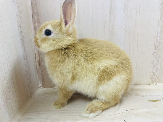 ネザーランドドワーフ