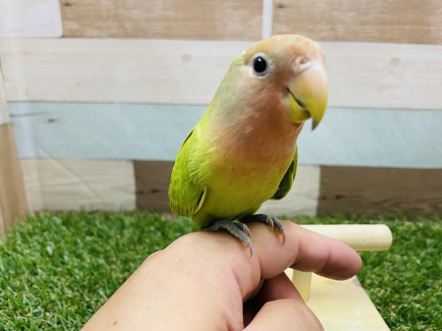 コザクラインコ（小桜インコ）