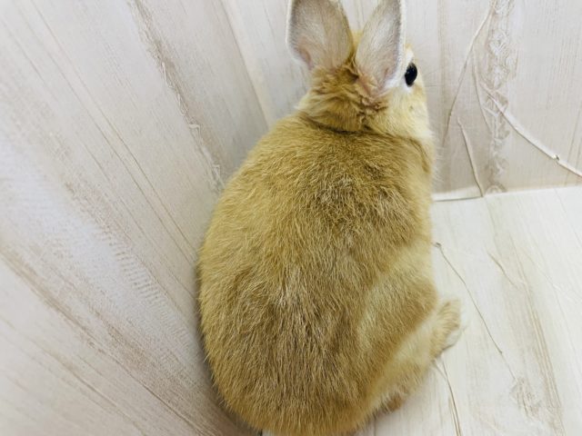 ネザーランドドワーフ