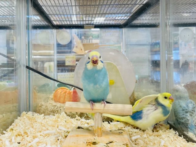 セキセイインコ