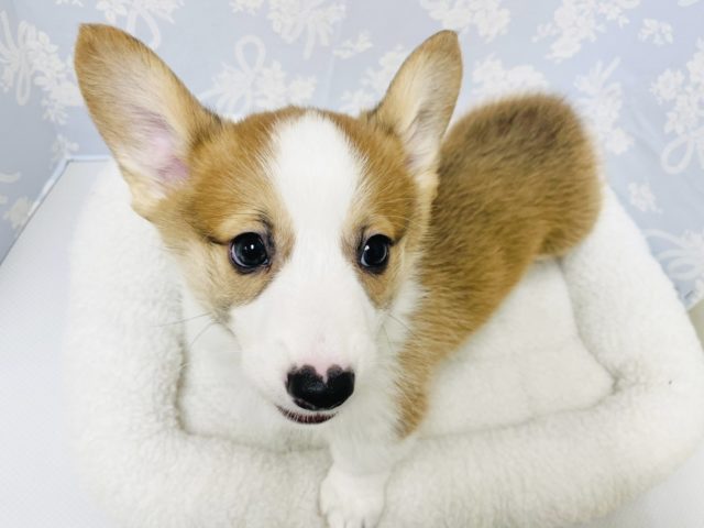 ウェルシュコーギー・ペンブローグ