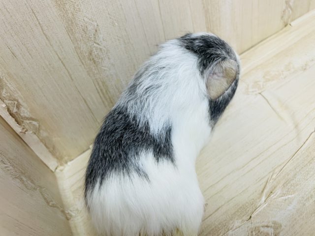 ペルビアンモルモット