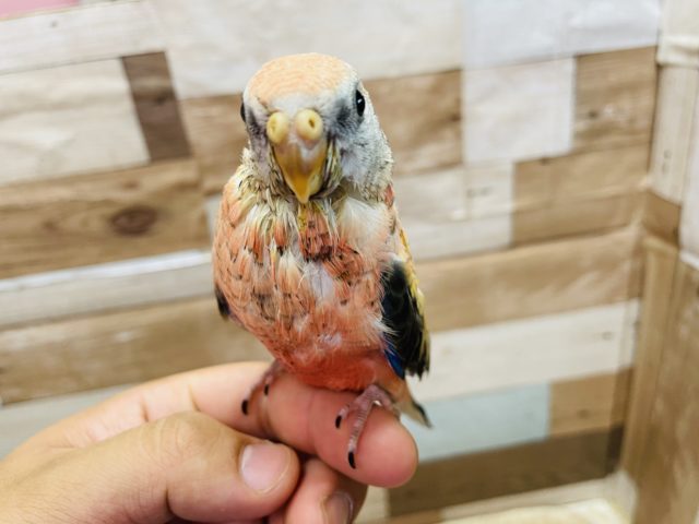 アキクサインコ（秋草インコ）