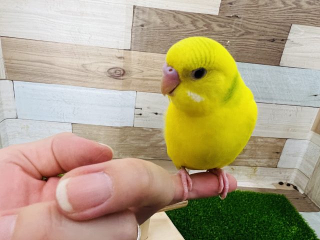 セキセイインコ