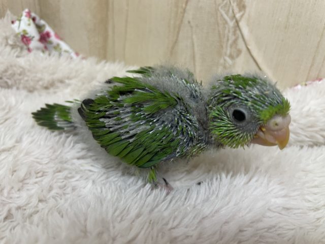 アサギリインコ