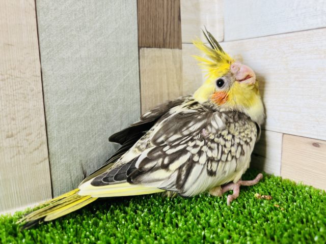 オカメインコ