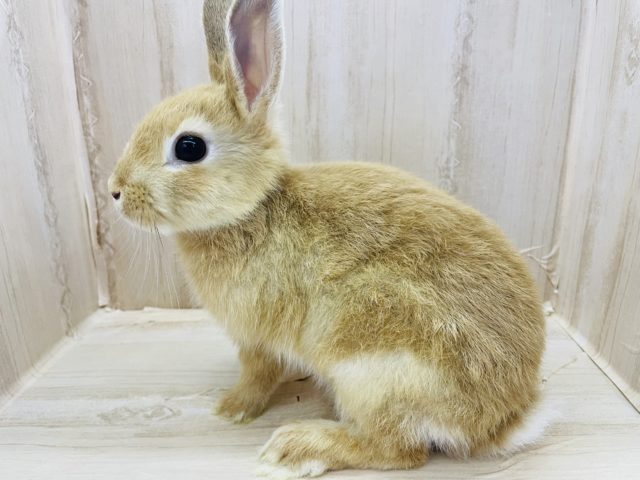 ネザーランドドワーフ