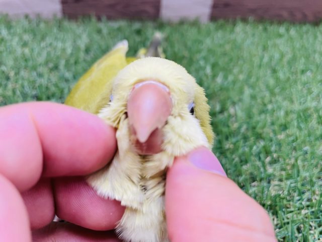 オキナインコ