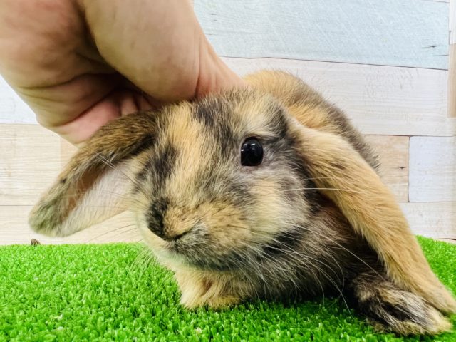 ロップイヤーラビット