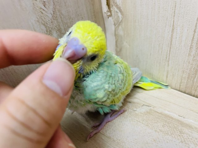 セキセイインコ