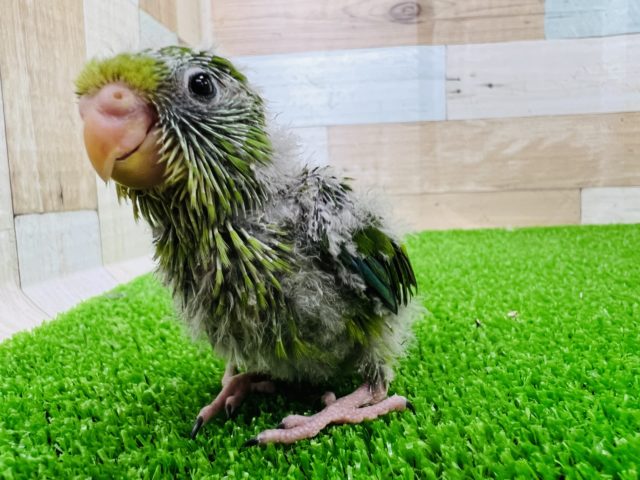 アサギリインコ