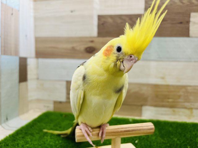 オカメインコ