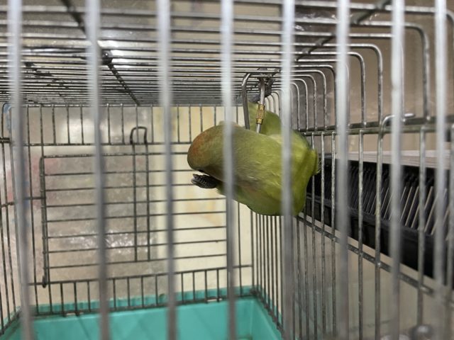 コザクラインコ（小桜インコ）